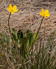 Ranunculus victoriensis