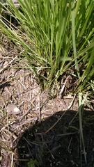 Deschampsia cespitosa