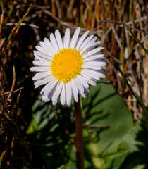 Brachyscome decipiens