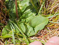 Brachyscome decipiens