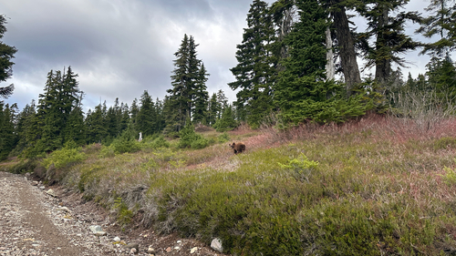Black Bear sighting near Squamish-Lillooet