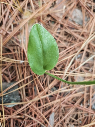 Microstylis observed 2026-10-11