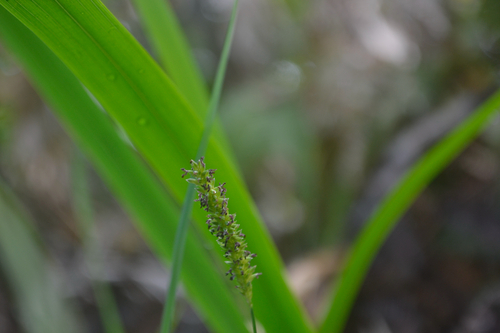 Sacciolepis indica observed 2026-08-30
