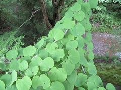Cercidiphyllum japonicum
