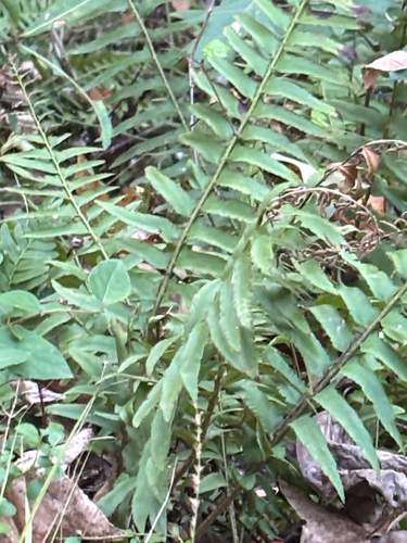 Christmas fern