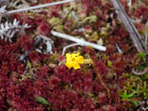 Exacum observed 2026-10-10