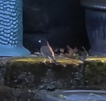 Dark-eyed Junco