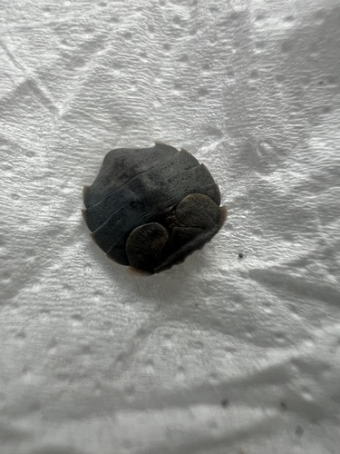 Aphelocheirus, 2026-09-26