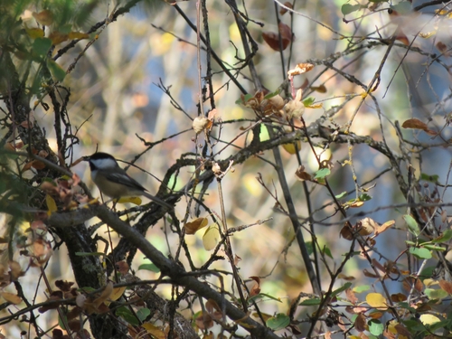 Black-capped Chickadee