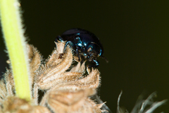Chrysolinina