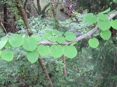 Cercidiphyllum japonicum