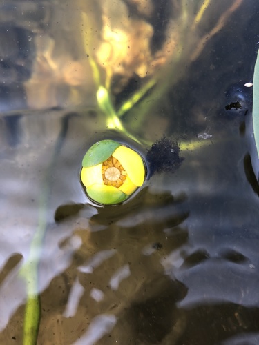 Nuphar × spenneriana, photograph 1