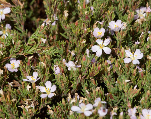 Image of Frankenia pauciflora by (c) Chris Clarke, some rights reserved (CC BY)