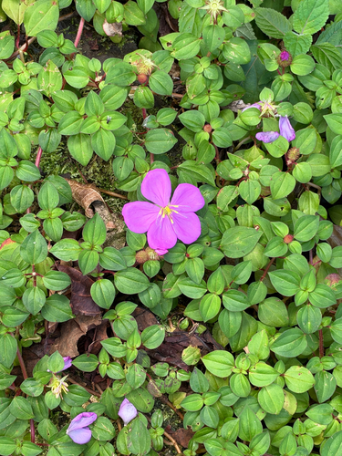 Heterotis rotundifolia observed 2026-10-12