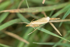 Ematheudes punctella