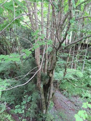 Cercidiphyllum japonicum