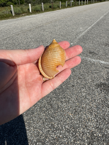 Phalium granulatum granulatum, 2026-10-11