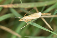 Ematheudes punctella