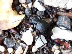 Carabus catenulatus