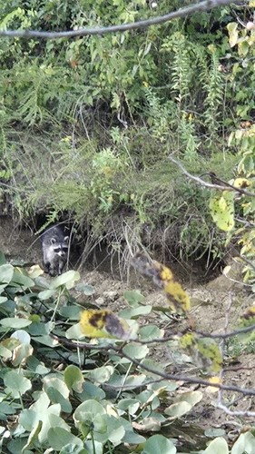 Common Raccoon