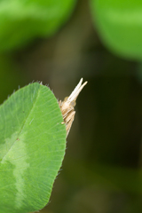 Ematheudes punctella