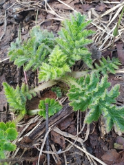 Cirsium kamtschaticum