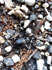 Carabus catenulatus
