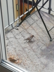 Passer domesticus