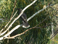 Strepera versicolor melanoptera