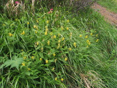 Astragalus penduliflorus