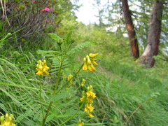 Astragalus penduliflorus