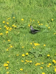 Corvus monedula