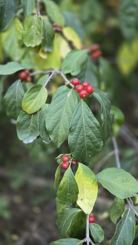 Amur honeysuckle
