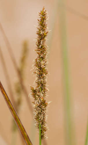 Carex tereticaulis, photograph 3