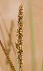 Carex tereticaulis