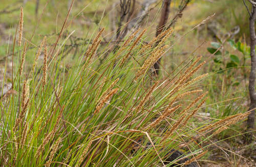 Carex tereticaulis, photograph 4