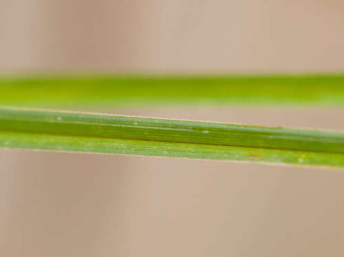 Carex tereticaulis, photograph 5