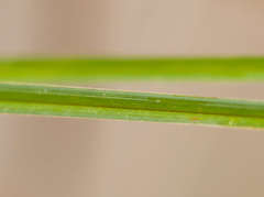 Carex tereticaulis