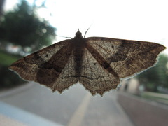 Xerodes rufescentaria