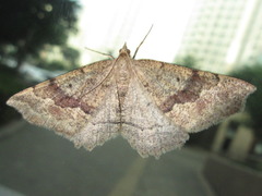Xerodes rufescentaria