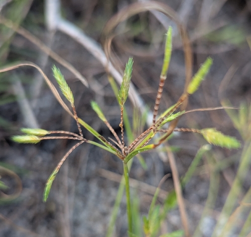 Cyperus compressus observed 2026-10-11