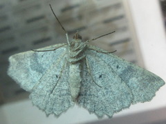 Xerodes rufescentaria