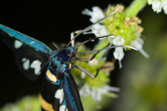Amata phegea