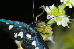 Amata phegea