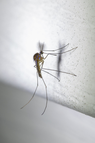 Sapphire-striped Mosquito