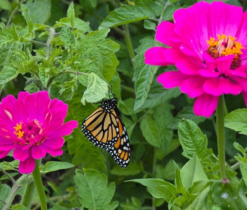 Monarch