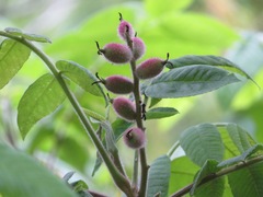 Juglans ailantifolia