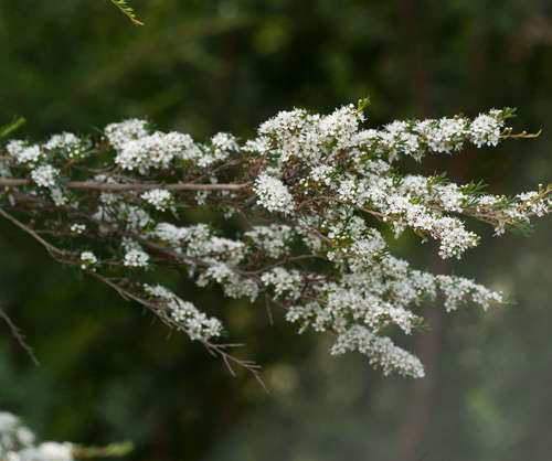 Image of Yarra Burgan (Kunzea leptospermoides) by (c) Chris Clarke, some rights reserved (CC BY)