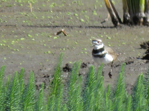 Killdeer
