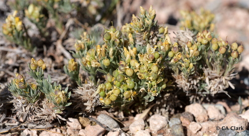 Fendler's Bladderpod